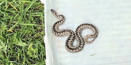 Hasiči v Rožmitále odchytli zmiji, která byla uvnitř domu