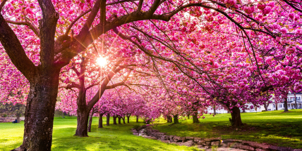 Jaké počasí bude do konce dubna a v první polovině května? Meteorologové zveřejnili dlouhodobou předpověď