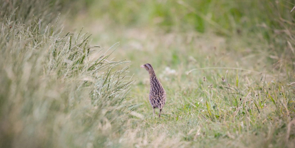 Na Fantově louce přivítáte ptačí zpěv