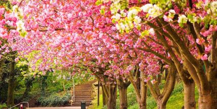 Jaké počasí bude do konce dubna a v první polovině května? Meteorologové zveřejnili dlouhodobou předpověď