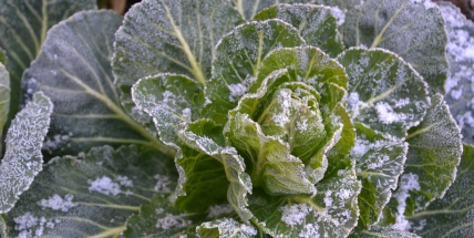 Mráz bude i o nadcházejících nocích, může poškodit rostliny