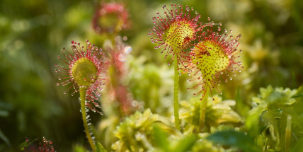 Novou přírodní památkou v Brdech je podmáčená louka s masožravými rostlinami