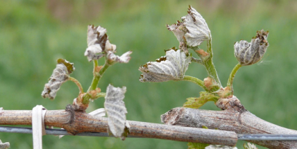 Na Příbramsku hrozí přízemní mrazy ještě v noci na sobotu