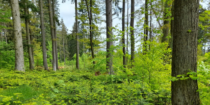 Mráz měl negativní vliv také na lesy, buky, duby i jedle částečně pomrzly