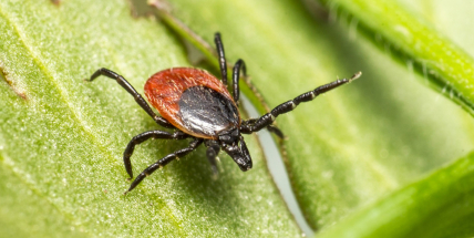 Aktivita klíšťat je opět na vysokém stupni