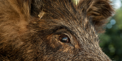 Africký mor se potvrdil u dalších dvou prasat z Hrádku nad Nisou a Mníšku