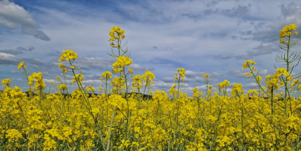 Řepka zaplavila pole. Alergici trpí, astmatici zažívají jedno z nejhorších období v roce