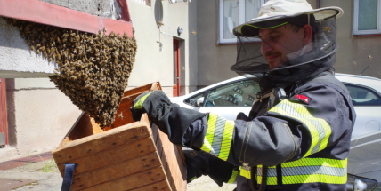 Hasičům přibývají výjezdy kvůli včelím rojům, lidé je ale mají volat jen ve vážných případech