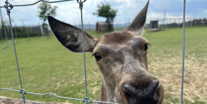 Rodinná farma na Příbramsku umožňuje přímý kontakt se zvířaty