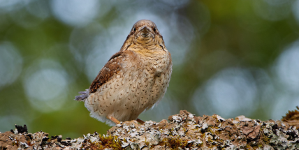 Komentované procházky v Brdech zvou za ptáky na Kolvín a na vojenské cvičiště Bahna
