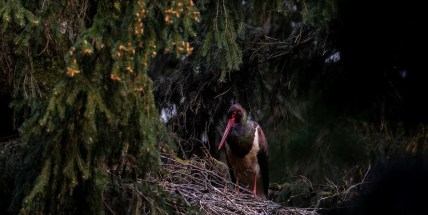 Do Brd se vracejí čápi černí. Můžete pomoci s mapováním jejich výskytu
