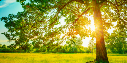 Jaké počasí bude do konce května a v první polovině června? Meteorologové zveřejnili dlouhodobou předpověď