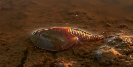 Ochranáři: Díky armádě se v Brdech daří listonohům, právě se líhnou