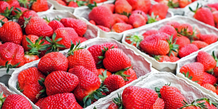 O samosběry jahod ve středních Čechách je zájem, nyní se mají naplno rozjet