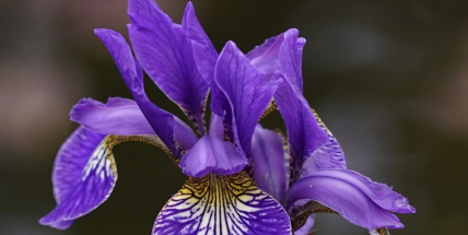 Botanická vycházka na Fantovu louku povede za rostlinou roku 2024