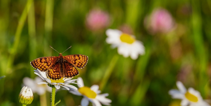 Motýlí půlhodinka začne v pondělí, do sčítání motýlů se může zapojit každý