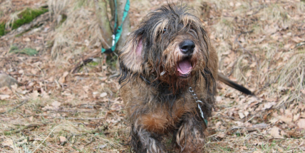 Útulek v Lazci je plný, do adopce může jít deset psů