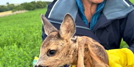 Ekologičtí zemědělci na Příbramsku zachraňují srnčata před jistou a krutou smrtí