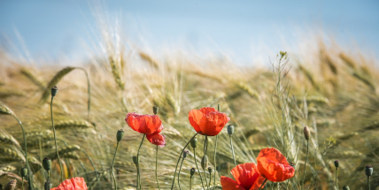 Jaké počasí bude do konce června a v první polovině července? Meteorologové zveřejnili dlouhodobou předpověď