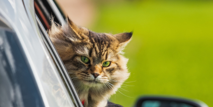 Jaká jsou pravidla pro cestování se zájmovými zvířaty do zahraničí?