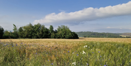 Nastává letní slunovrat, začíná astronomické léto
