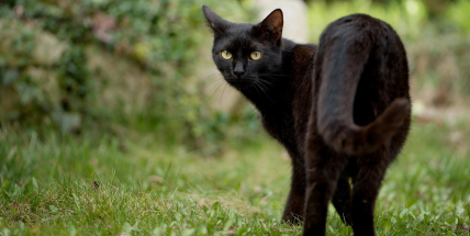 Jsou pověry stále součástí našich životů? Příbramská knihovna zve na besedu se spisovatelkami