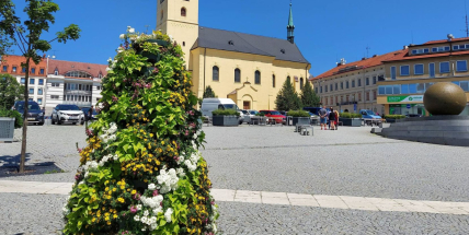 Příbram rozkvetla. Květinová výzdoba krášlí náměstí i pěší zónu Cíl, novinkou je rozárium
