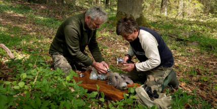 V CHKO Brdy se po třech letech zahnízdil orel mořský, mládě už je okroužkované