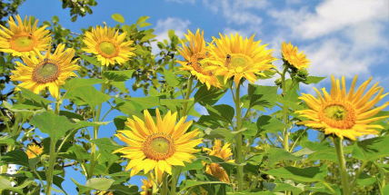 Jaké bude počasí do konce července a začátkem srpna? Meteorologové zveřejnili dlouhodobou předpověď