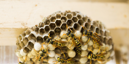 Hasiči zasahovali na budově příbramské polikliniky kvůli vosám