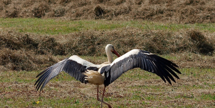 Čápi měli rekordní sezónu v počtu úspěšných hnízdění. Rožmitálští čápi ale měli smůlu