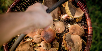 Sbírat nebo ne? S jedlými druhy muchomůrek a nejedlými hřiby seznámí odborník