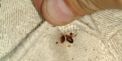 Mnoho Čechů si každoročně přiveze z dovolené štěnice