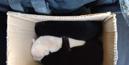 Záchrana odhozených štěňat u popelnic v Příbrami