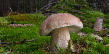 Houbaři mají už druhou sezonu prázdné košíky. Nastartuje změna počasí růst hub?