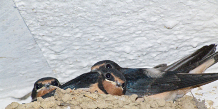 Hasiči pomáhali zachránit hladové a podchlazené jiřičky