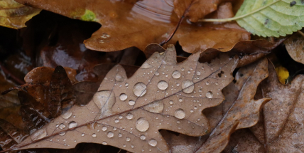 Jaké počasí bude v první polovině října? Meteorologové zveřejnili dlouhodobou předpověď