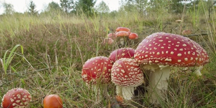 Muchomůrky letos zaplavily lesy. Někdo jimi plní košíky