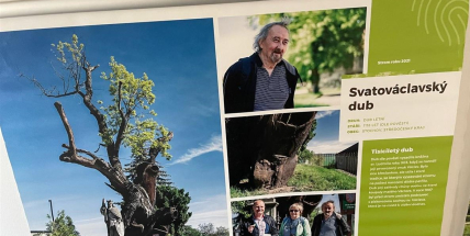 V dobříšském parku rostou potomci památného Svatováclavského dubu