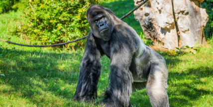 Stříbrohřbetý gorilí samec Richard oslaví v sobotu 33. narozeniny