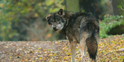 Pražská zoo je atraktivní i v listopadu. Zvířatům narůstá hustá zimní srst