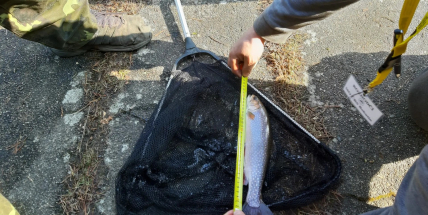 Bohutínští rybáři zakládají novou, plesovou tradici