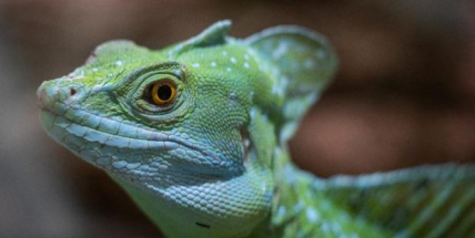 Pražská zoo prozradí dětem, kde žijí bájní tvorové z pohádkových knížek a filmů