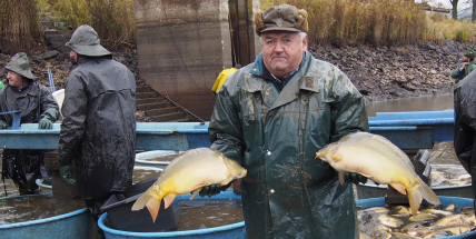 Letošní produkce kapra byla podle rybářů průměrná. Zdražovat prý nebudou