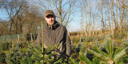 Od semínka ke stromečku: Jak vzniká symbol Vánoc