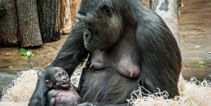 Legendární gorila Moja slaví 20 let. Zoo Praha připravila speciální program