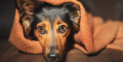 Jak zvládnout se psem silvestrovské oslavy