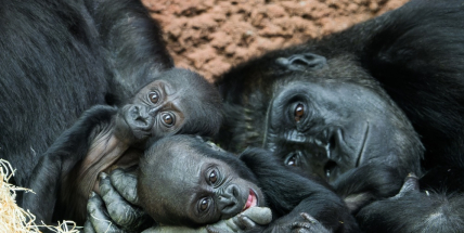 Zoo Praha měla mimořádně úspěšný rok plný mláďat