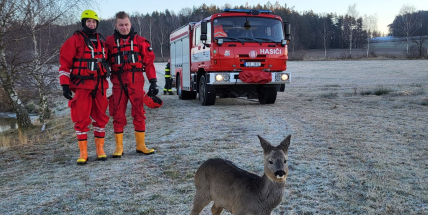 Srážek se zvěří na Příbramsku přibývá. Jak se zachovat při nehodě?