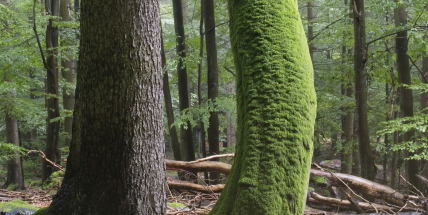 Dlouhý hřbet, táhnoucí se od vrchu Praha do jižních Brd, ukrývá přírodní klenoty